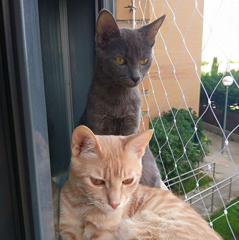 proteccion ventanas gatos